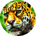 Aztec Jaguar